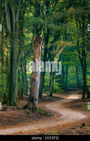 Strada di campagna che si snoda attraverso la foresta che attraversa gli alberi e gli alberi morti a seguito della luce del mattino presto Foto Stock