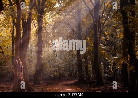 Raggi solari naturali che brillano attraverso rami di alberi e fogliame verde alla fine della mattinata estiva Foto Stock
