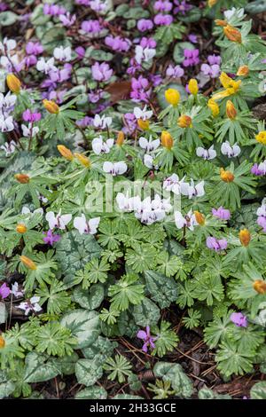 Frühlings-Alpenveilchen (Cyclamen coum 'Album'), Efeublätriges Alpenveilchen (Cyclamen hederifolium) Foto Stock