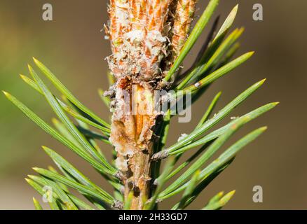 Larva (Retinia resinella) Foto Stock