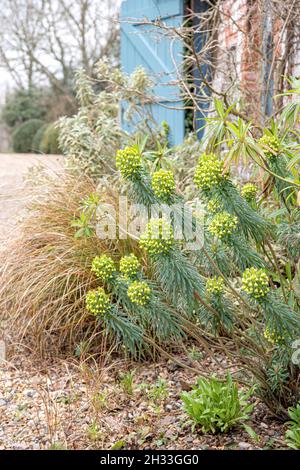 Mittelmeer-Wolfsmilch (Euphorbia characias subsp. wulfenii) Foto Stock