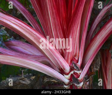 I gambi di cremisi della pianta vegetale rossa svizzera della zizzera Foto Stock