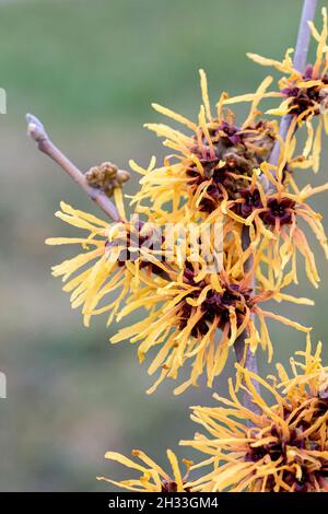 HYBRID-Zaubernuss (Hamamelis x intermedia 'Harry') Foto Stock