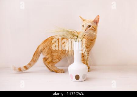 Il gattino dai capelli rossi si trova sul tavolo e odora l'orecchio di grano in un vaso. Foto Stock