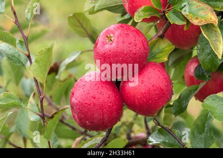 Apfel (Malus domestica KANZI) Foto Stock