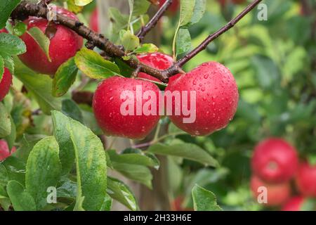 Apfel (Malus domestica KANZI) Foto Stock