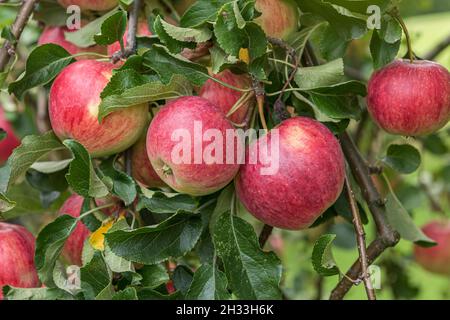 Apfel (Malus domestica 'Reanda') Foto Stock