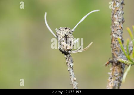 Larva (Retinia resinella) Foto Stock