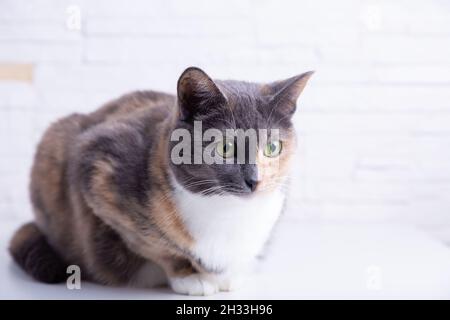Domestico tricolore (bianco, grigio, rosso) gatto mesto con occhi giallo-verdi contro una parete bianca. Primo piano, messa a fuoco selettiva. Foto Stock