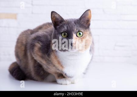 Domestico tricolore (bianco, grigio, rosso) gatto mesto con occhi giallo-verdi contro una parete bianca. Primo piano, messa a fuoco selettiva. Foto Stock