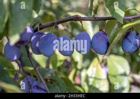 Zwetsche (Prunus domestica 'Italienische Zwetsche') Foto Stock