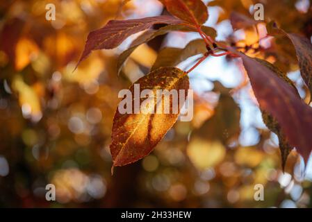 Foglie di autunno colorate durante la stagione autunnale, foglie arancioni e gialle nell'albero con bokeh sullo sfondo Foto Stock