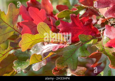 Pfahl-Eiche (Quercus stellata) Foto Stock