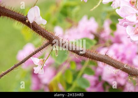 Borstige Robinie (Robinia hispida 'Macrophylla') Foto Stock