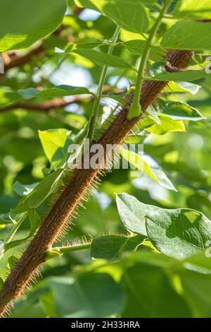 Borstige Robinie (Robinia hispida 'Macrophylla') Foto Stock