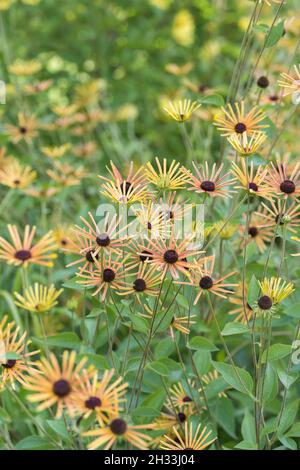 Schwachfilziger Sonnenhut (Rudbeckia subtomentosa 'Henry Eilers') Foto Stock