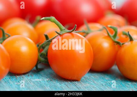 Pomodori ciliegini. Pomodori Sungold appena raccolti in casa - una varietà di arancia coltivata a cordone. Foto Stock