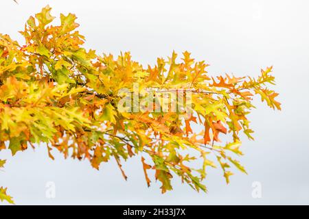 Primo piano di un ramo della quercia del perno, Quercus palustris, con foglie in colori autunnali su sfondo chiaro Foto Stock