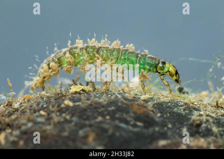 Larva predatoria da caddisca libera (Rhyacophila sp) Foto Stock