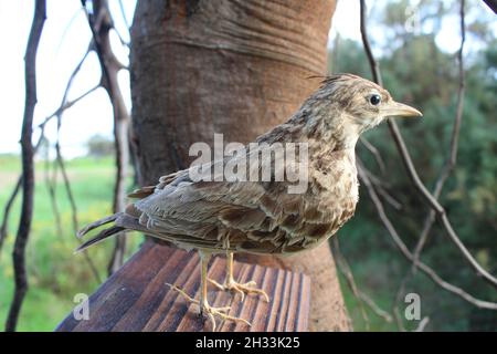 larice imbottito coronato Foto Stock