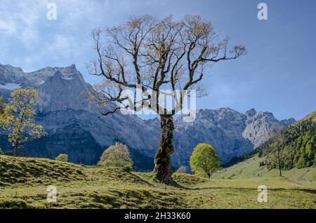 L'altopiano degli Hinterriss e dell'Eng è una caratteristica panoramica speciale con l'Ahornboden, la più grande area di alberi di acero in tutte le Alpi Foto Stock