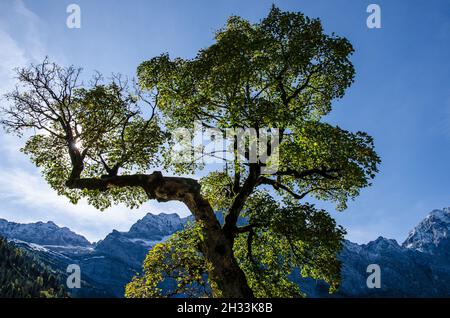 L'altopiano degli Hinterriss e dell'Eng è una caratteristica panoramica speciale con l'Ahornboden, la più grande area di alberi di acero in tutte le Alpi Foto Stock