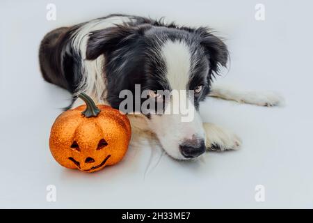 Concetto di trucco o di trattamento. Divertente cucciolo cane bordo collie con zucca arancione jack o lanterna sdraiato isolato su sfondo bianco. Preparazione per Foto Stock