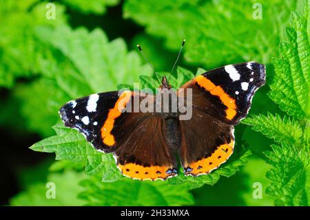 Farfalla ammiraglio rossa a riposo sulla foglia di ortica pungente. Foto Stock