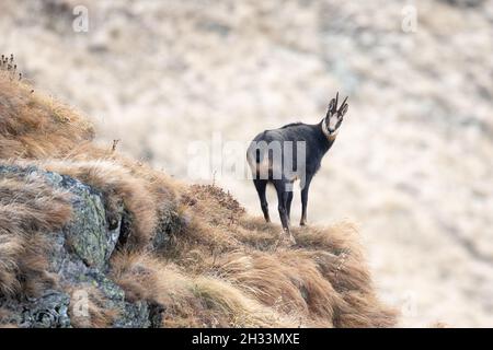 Camosci capra rupicapra rupicapra in habitat naturale arrampicata collina rocciosa in clima freddo Foto Stock