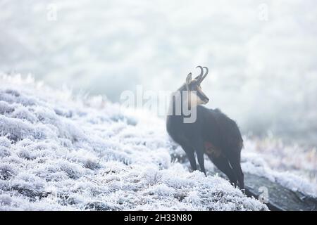 Camoise rupicapra alpina rupicapra Foto Stock