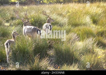 Un gruppo di cervi carini è attento a qualcosa in un prato erboso in una giornata luminosa e soleggiata. Foto Stock