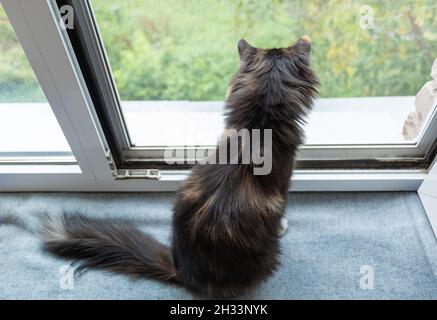 Domestico gatto arancione-nero-e-bianco dai capelli lunghi tre-colore è seduto vicino alla finestra aperta con la maglia e guardandolo fuori. Animali domestici preferiti. Vista posteriore e vie Foto Stock