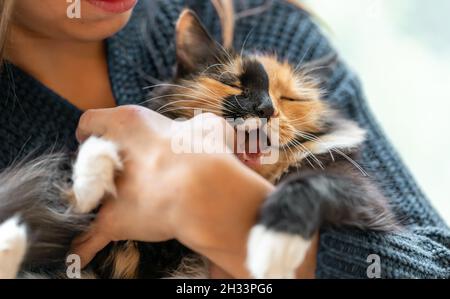 Giovane donna che gioca con un affascinante gatto bianco e nero arancione a tre colori dai capelli lunghi nelle sue mani. Gattino mordendo la mano mentre gioca. Selettivo foc Foto Stock