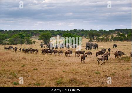 Un gregge di selvaggina blu (Connochaetes taurinus) su grande migrazione passando davanti ad un gregge di elefante africano cespuglio (Loxodonta africana) inSereng Foto Stock