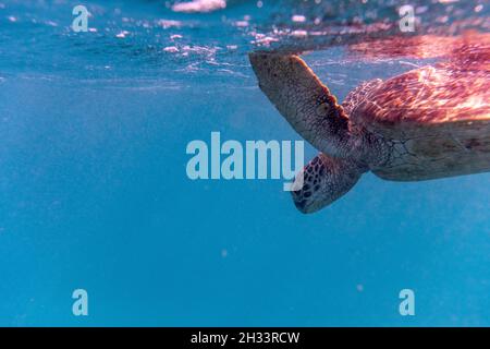 Tartaruga del Mare Verde, Isole basse, Grande barriera Corallina, Queensland, Australia Foto Stock