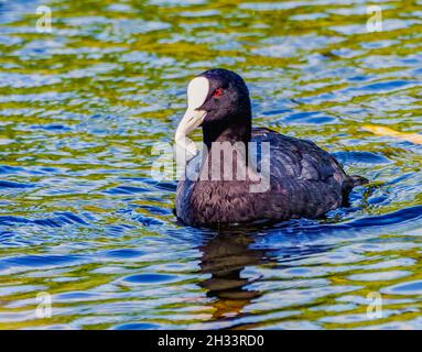 Bella Coot nuoto in Canal Foto Stock