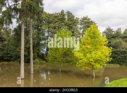 Liquidmbar (Liquidambar styraciflua) e altri alberi che si erigono nel fiume Mole allagato in Painshill Park, Cobham, Surrey, Inghilterra sud-orientale in autunno Foto Stock