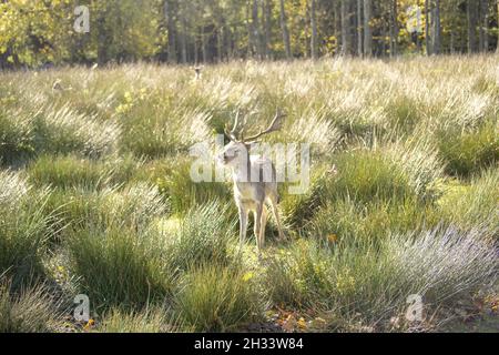 Un cervo, diretto guardando in prossimità della fotocamera a un ampio prato. Foto Stock