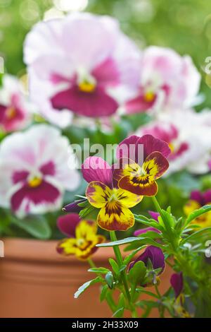 Primo piano di grandi fiori rosa e piccoli gialli e viola in pentole su un balcone in primavera, struttura di sfondo. Foto Stock