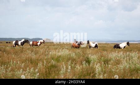 Un gregge di pony selvaggi della penisola di Gower, Galles, Regno Unito Foto Stock