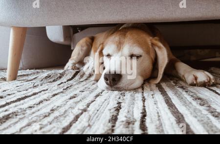 Pigro cane beagle dormire sotto il divano nel soggiorno. Immagine di concetto divertente degli animali domestici. Accogliente casa di concetto di immagine. Foto Stock