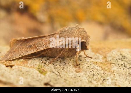 Primo piano sulla falena nuvolosa, Ortossia incerta su un pezzo di Foto Stock