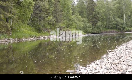 Bel paesaggio che scorre tranquillo fiume tra verde foresta. Riprese in stock. Il fiume in fiore scorre lentamente attraverso l'area della foresta che riflette gli alberi verdi dentro Foto Stock