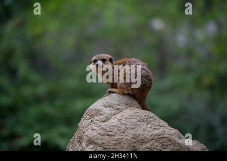 BERLINO, GERMANIA - 15 ottobre 2021: Un meerkat è seduto su una pietra lo zoo di berlino Foto Stock