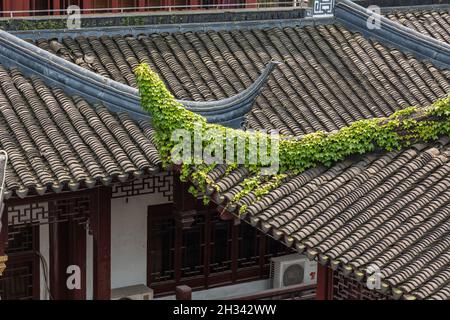 Edera che cresce sulle grondaie rovesciate sul tetto di un tradizionale edificio con tetto in tegole a Shanghai, in Cina. Foto Stock