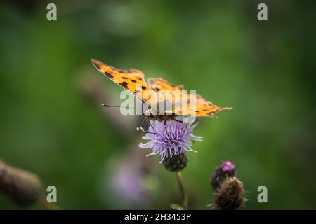 Un closeup Cfalter su un cardo in estate a saarland, spazio copia Foto Stock