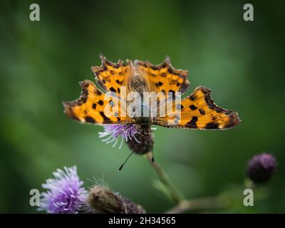 Un closeup Cfalter su un cardo in estate a saarland, spazio copia Foto Stock