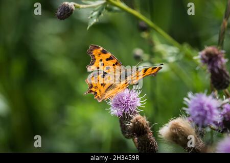 Un closeup Cfalter su un cardo in estate a saarland, spazio copia Foto Stock