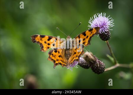 Un closeup Cfalter su un cardo in estate a saarland, spazio copia Foto Stock