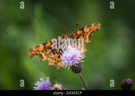 Un closeup Cfalter su un cardo in estate a saarland, spazio copia Foto Stock